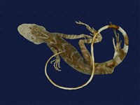 藏品(斯文豪氏攀蜥)的圖片